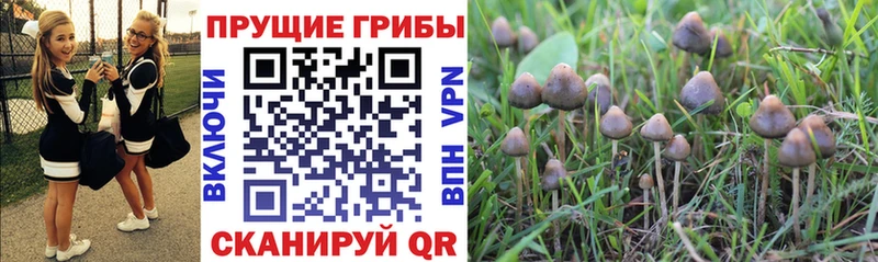 Галлюциногенные грибы Psilocybe  Ардон 